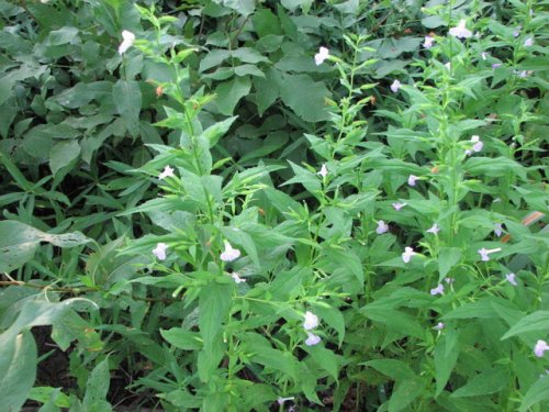 Winged Monkeyflower (Mimulus alatus)