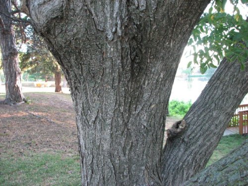 Japanese Pagoda Tree (Styphnolobium japonicum)