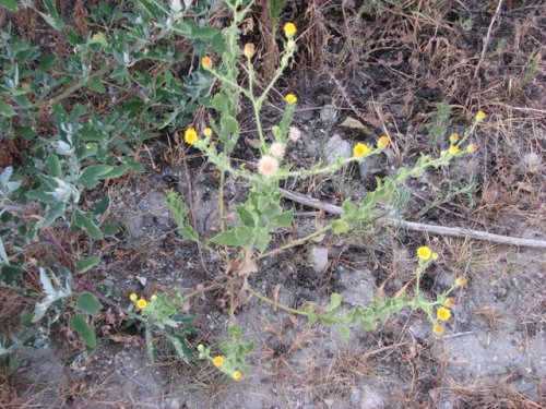 Camphorweed (Heterotheca subaxillaris)