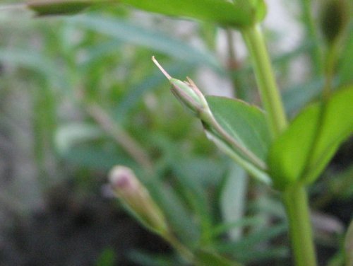 False Pimpernel (Lindernia dubia)