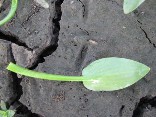 Blue Mud Plantain (Heteranthera limosa)