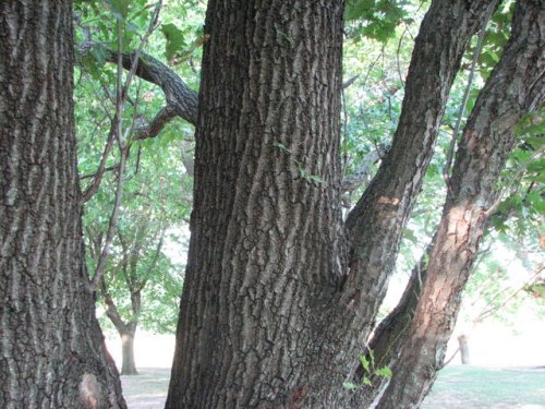 English Oak (Quercus robur)