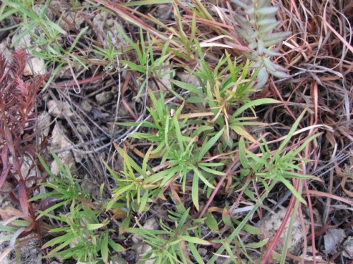 Nodding Green Violet (Hybanthus verticillatus)