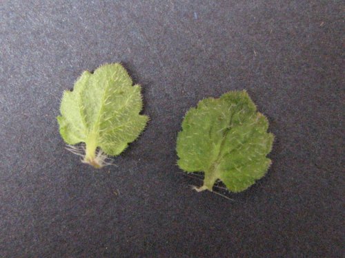 Winter Speedwell (Veronica persica)