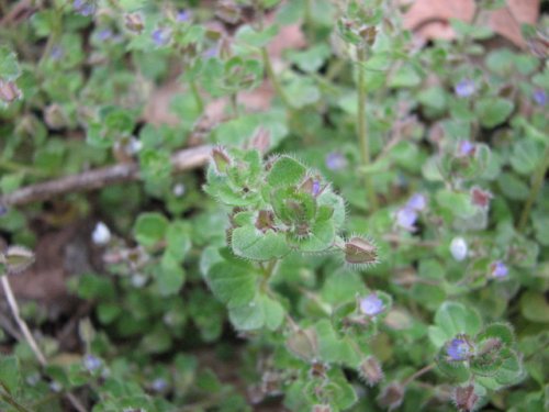 Ivyleaf Speedwell (Veronica hederifolia)