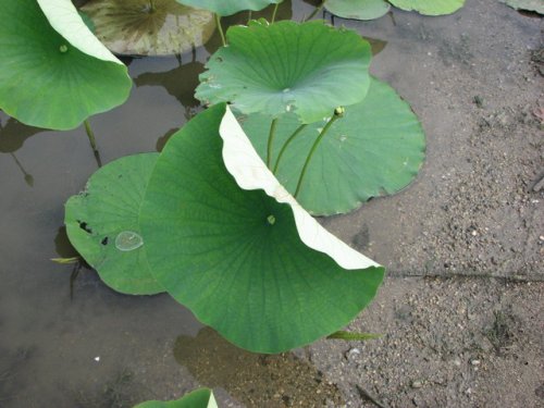 American Lotus (Nelumbo lutea)