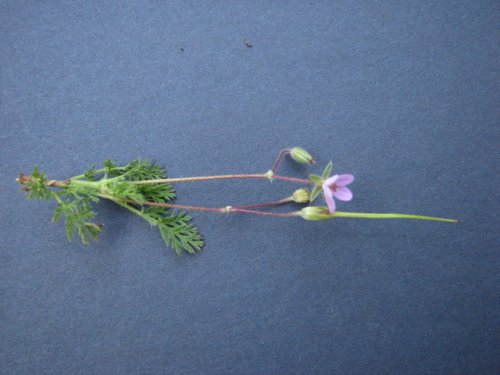 Red Stem Stork's Bill (Erodium cicutarium)