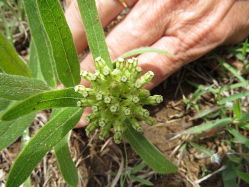 Woolly Milkweed (Asclepias lanuginosa)