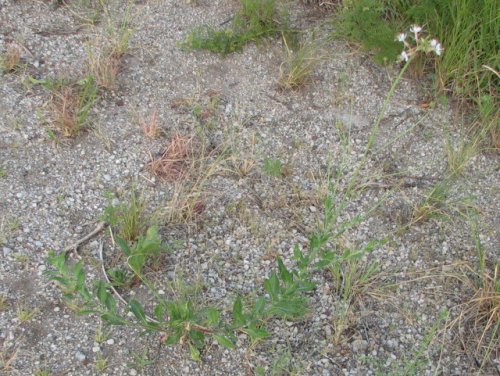 Longflower Beeblossom (Gaura longiflora)