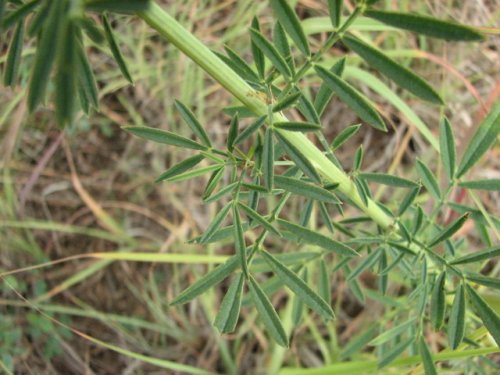 white prairie clover (Dalea candida)