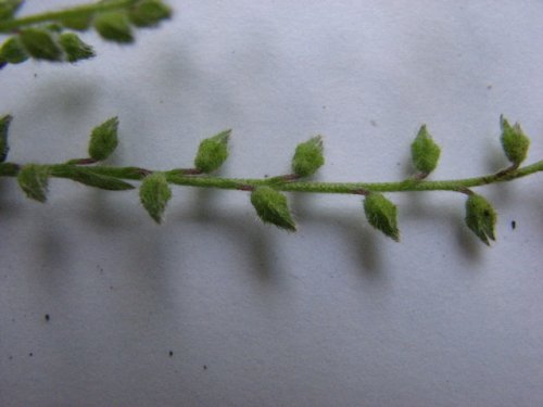 Corn Gromwell (Lithospermum arvense)