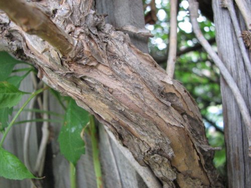 Trumpet Creeper (Campsis radicans)