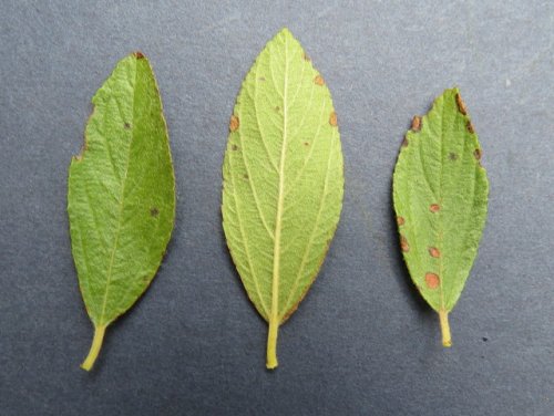 Inland New Jersey Tea (Ceanothus herbaceus)