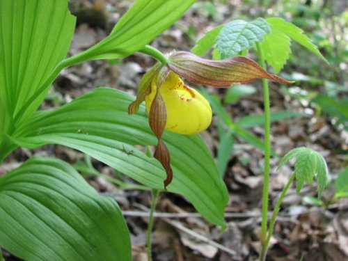 Yellow Lady's Slipper (Cypripedium pubescens)