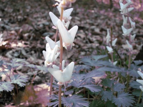 Dutchman's Breeches (Dicentra cucullaria)