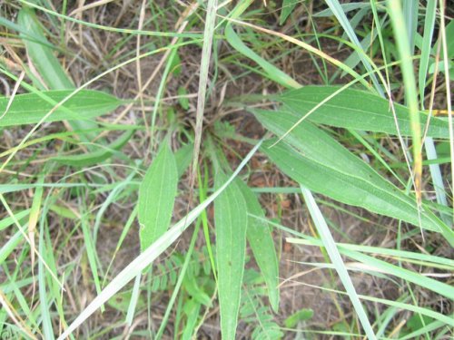 Pale Coneflower (Echinacea pallida)