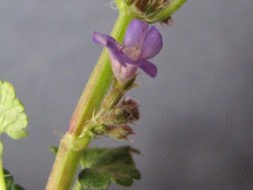 Ground Ivy (Glechoma hederacea)