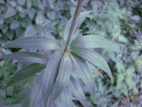 Michigan Lily (Lilium michiganense)