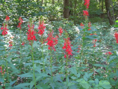 Cardinal Flower (Lobelia cardinalis)