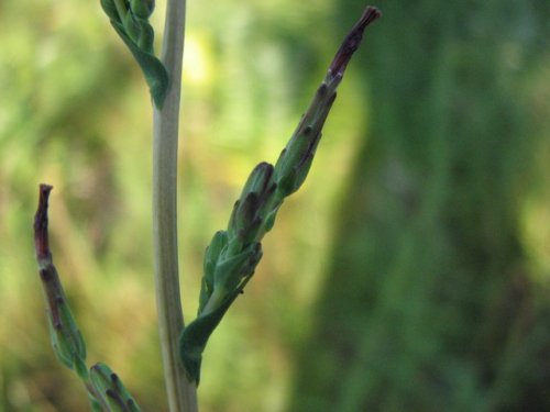 Willow Leafed Lettuce (Lactuca saligna)