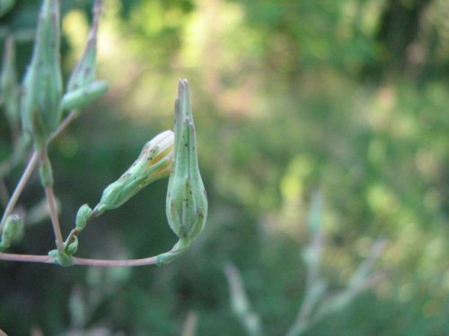 Prickly Lettuce (Lactuca serriola)