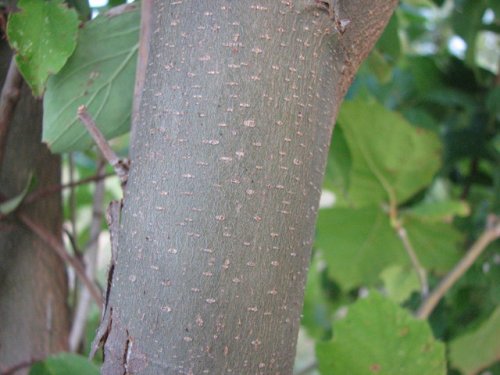 Common Sycamore (Platanus occidentalis)