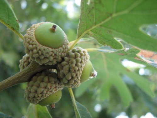 White Oak (Quercus alba)