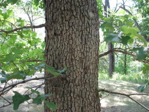 Post Oak (Quercus stellata)