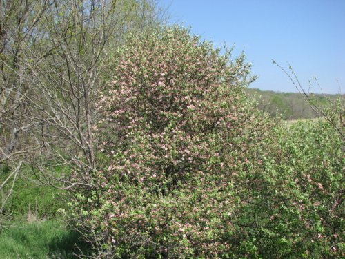 Prairie Crabapple (Malus ioensis)