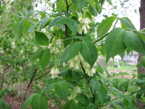 Bladdernut (Staphylea trifolia)