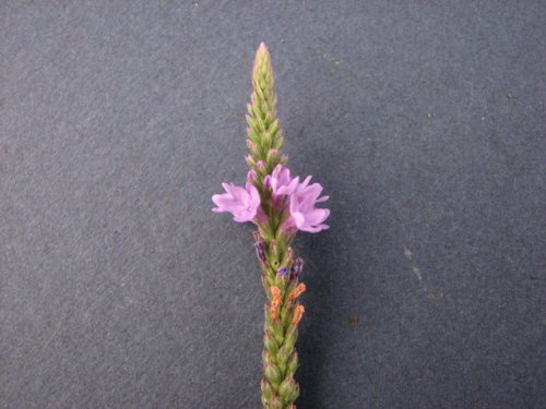 Blue Verbena (Verbena hastata)