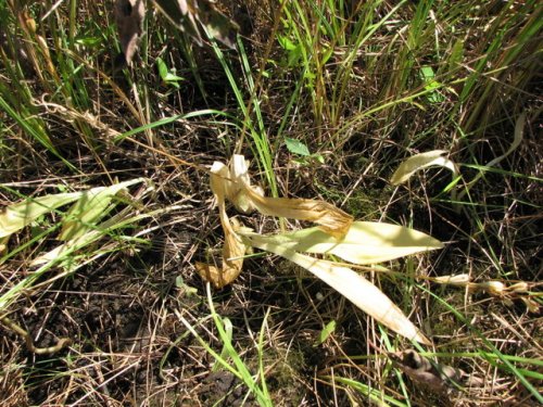 Loesel's twayblade (Liparis loeselii)