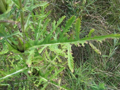 Cut Leaf Teasel (Dipsacus laciniatus)