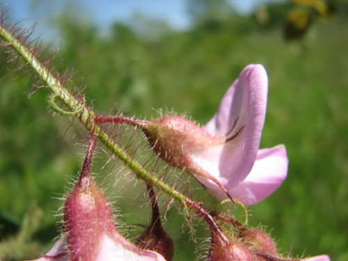 Bristly Locust (Robinia hispida)