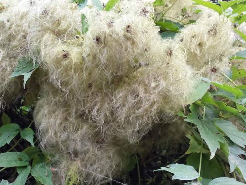 Virginia Clematis (Clematis virginiana)