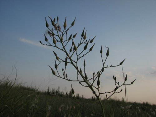 Western Wild Lettuce (Lactuca ludoviciana)