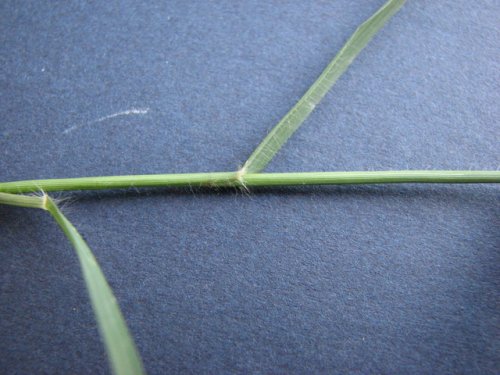 Stinkgrass (Eragrostis cilianensis)