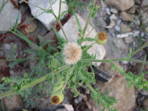 Camphorweed (Heterotheca subaxillaris)