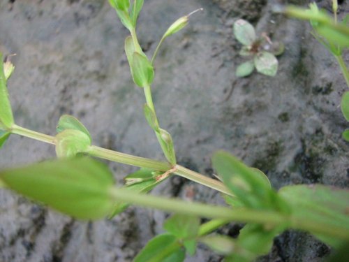 False Pimpernel (Lindernia dubia)