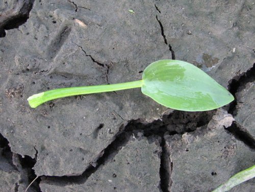 Blue Mud Plantain (Heteranthera limosa)