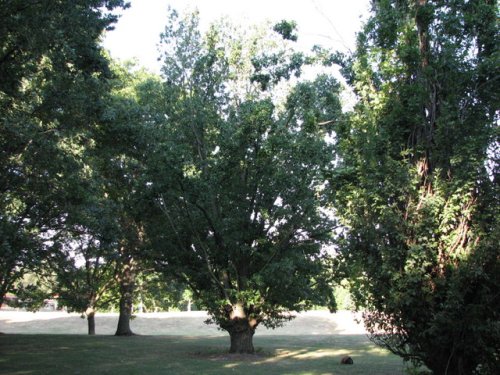 English Oak (Quercus robur)