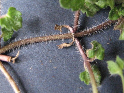 Winter Speedwell (Veronica persica)