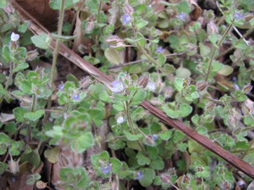 Ivyleaf Speedwell (Veronica hederifolia)