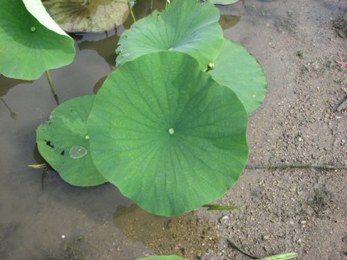 American Lotus (Nelumbo lutea)