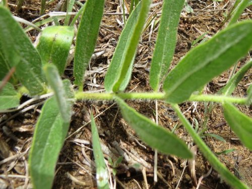 Woolly Milkweed (Asclepias lanuginosa)