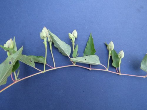 Narrowleaf morning glory (Ipomoea shumardiana)