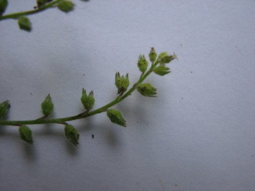 Corn Gromwell (Lithospermum arvense)