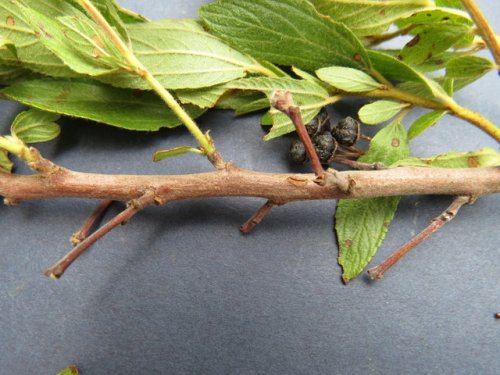 Inland New Jersey Tea (Ceanothus herbaceus)