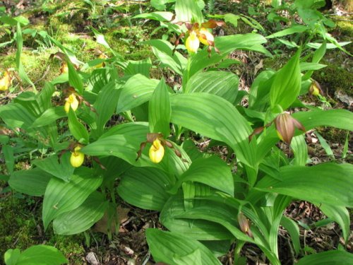 Yellow Lady's Slipper (Cypripedium pubescens)