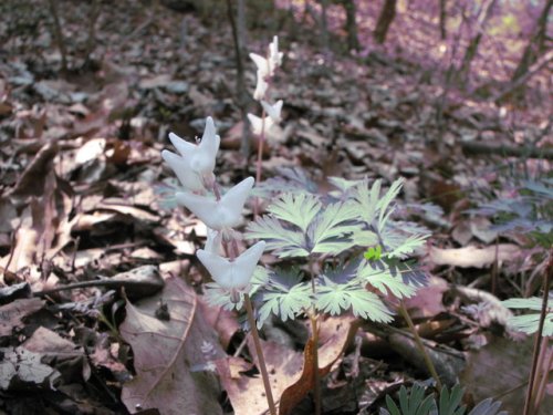 Dutchman's Breeches (Dicentra cucullaria)